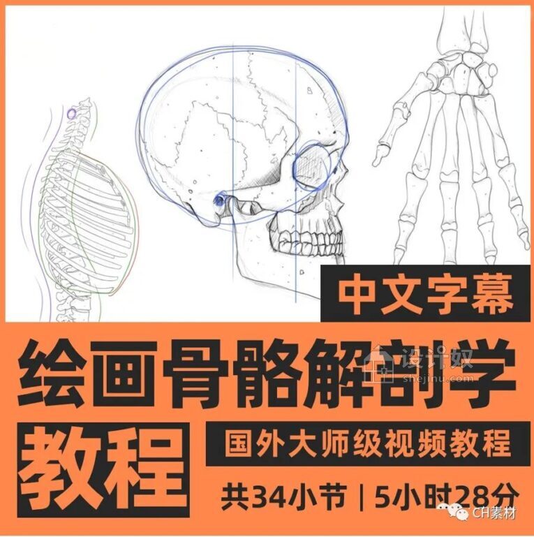 素描绘画人物骨骼系统解剖学视频教程